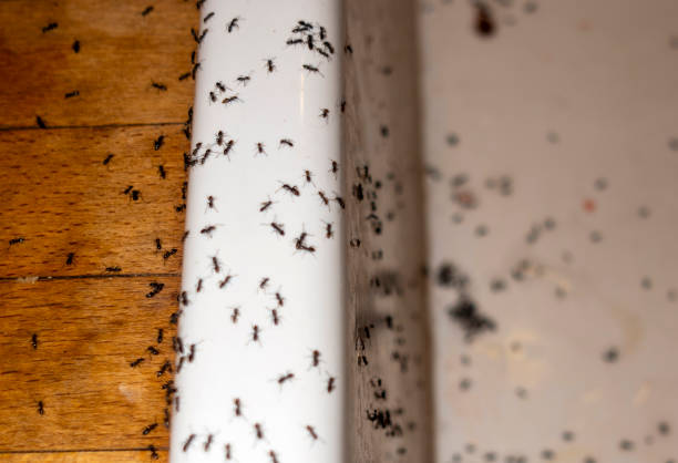 Best Pest Removal Services  in Griswold, IA