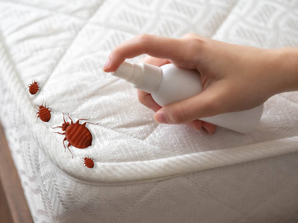 Reliable Griswold, IA Pest Control Solutions