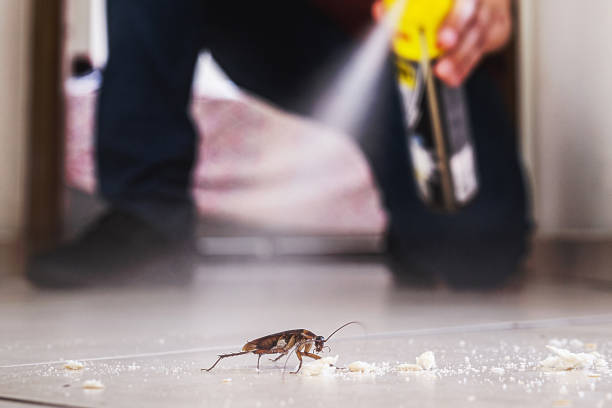 Best Termite Control Services  in Griswold, IA