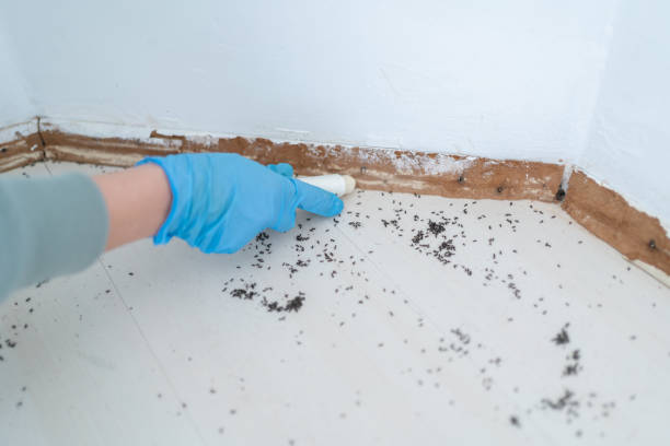 Best Cockroach Control Services  in Griswold, IA