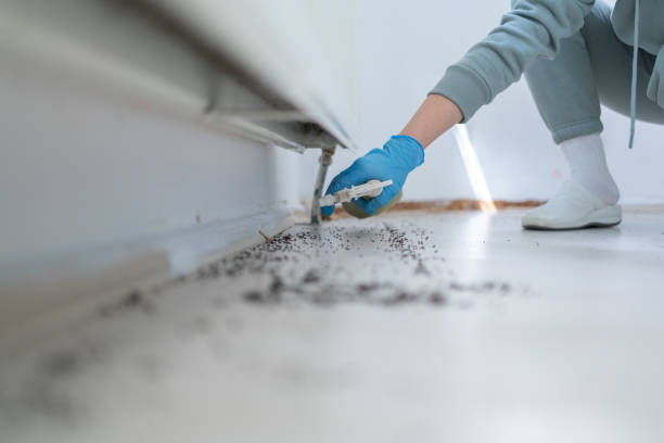 Best Local Pest Control Services  in Griswold, IA